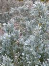 Atriplex cinerea