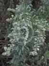 Atriplex nummularia