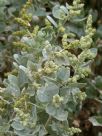 Atriplex rhagodioides