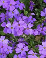 Aubrieta deltoidea