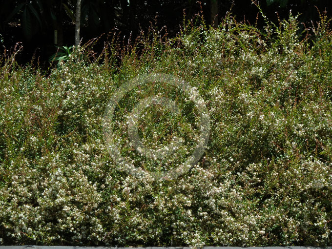White Berries of Austromyrtus Dulcis or Midgen Berry Tree Stock Image -  Image of green, silky: 275058149