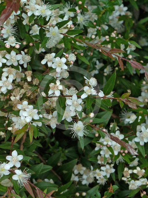 White Berries of Austromyrtus Dulcis or Midgen Berry Tree Stock Image -  Image of green, silky: 275058149