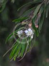 Austromyrtus tenuifolia