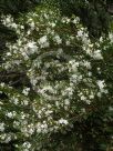 Austromyrtus tenuifolia