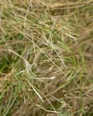 Austrostipa ramosissima