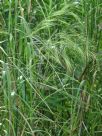 Austrostipa ramosissima