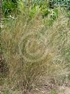 Austrostipa ramosissima