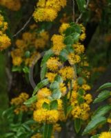 Azara lanceolata