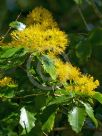 Azara lanceolata