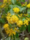 Azara lanceolata