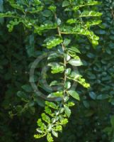 Azara microphylla