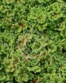 Azolla filiculoides