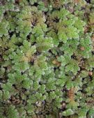 Azolla pinnata