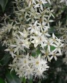 Backhousia myrtifolia