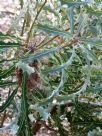 Banksia ashbyi