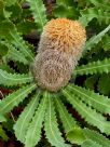 Banksia baueri