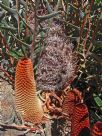 Banksia blechnifolia