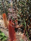 Banksia blechnifolia