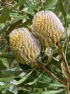 Banksia burdettii