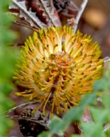 Banksia candolleana