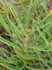 Banksia candolleana