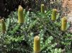 Banksia grandis