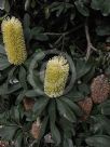 Banksia integrifolia integrifolia