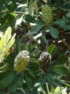 Banksia integrifolia integrifolia