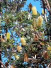 Banksia integrifolia integrifolia