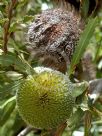 Banksia laevigata