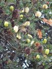 Banksia marginata