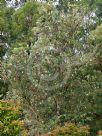 Banksia marginata