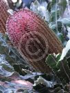 Banksia menziesii