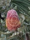 Banksia menziesii