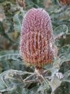 Banksia menziesii