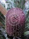 Banksia menziesii