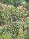 Banksia menziesii