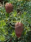 Banksia nutans