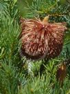 Banksia nutans