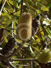 Banksia oblongifolia