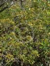 Banksia oblongifolia