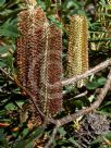 Banksia paludosa