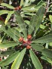 Banksia paludosa