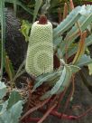 Banksia petiolaris