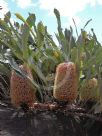 Banksia petiolaris