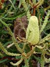 Banksia pilostylis