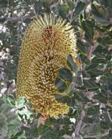 Banksia praemorsa