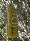 Banksia praemorsa