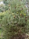 Banksia praemorsa