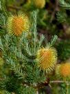 Banksia pulchella